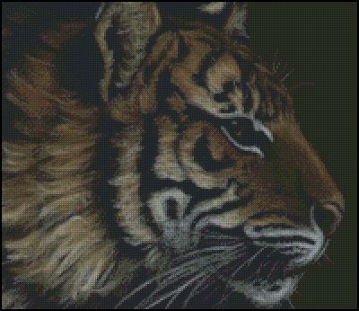 (image for) Tiger Profile
